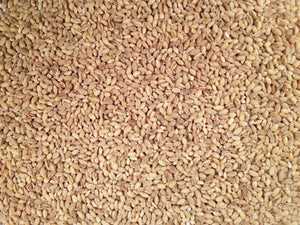 BULK GRAINS: Organic Hulled Barley, 25 lb