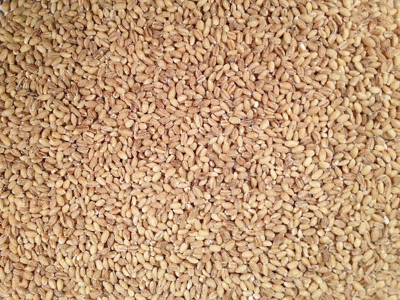BULK GRAINS: Organic Hulled Barley, 25 lb